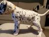 Puppies for sale Netherlands, Eindhoven Dalmatian