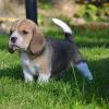 Puppies for sale Denmark, Kopenagen Beagle