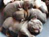 Puppies for sale Malta, Valletta French Bulldog