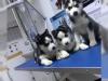 Puppies for sale Austria, Graz Haski