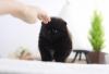Puppies for sale Slovenia, Bjelovar Pomeranian Spitz