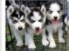 Puppies for sale Spain, San Sebastian Haski