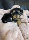 Puppies for sale USA, Texas, Houston Yorkshire Terrier