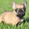 Puppies for sale United Kingdom, Liverpool French Bulldog