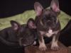 Puppies for sale Sweden, Stockholm French Bulldog