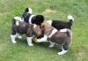 Puppies for sale Spain, Madrid Akita