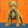 Puppies for sale Netherlands, Rotterdam American Pit-Bull Terrier