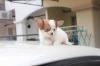 Puppies for sale Germany, Munich Chihuahua