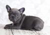 Puppies for sale Finland, Rovaniemi French Bulldog