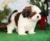 Puppies for sale Spain, Alicante Lhasa Apso