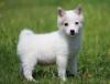 Puppies for sale Spain, Madrid Kai, Alaskan klee kai