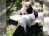 Puppies for sale Spain, Alicante Chihuahua