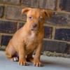 Puppies for sale Cyprus, Paphos American Pit-Bull Terrier