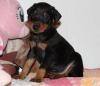 Puppies for sale Spain, Alicante Doberman