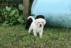 Puppies for sale Spain, Alicante Labrador Retriever
