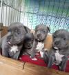 Puppies for sale Greece, Thessaloniki American Pit-Bull Terrier