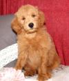Puppies for sale Spain, Madrid Mixed breed, Goldendoodle