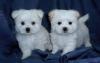 Puppies for sale Italy, Cortina d'ampetso Maltese