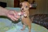 Puppies for sale Germany, Hannover Chihuahua