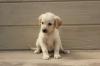 Puppies for sale Spain, Madrid Labrador