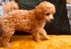 Puppies for sale Romania, Bucharest Toy-poodle