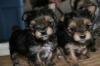 Puppies for sale Spain, Madrid Yorkshire Terrier