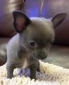 Puppies for sale Spain, Madrid Chihuahua