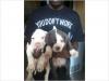 Puppies for sale Spain, Madrid American Pit-Bull Terrier