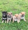 Puppies for sale Spain, Alicante Other breed, shiba inu