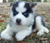 Puppies for sale Spain, Madrid Haski