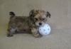Puppies for sale Spain, Alicante Mixed breed, Morkie