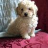 Puppies for sale Slovenia, Tuzla Toy-poodle