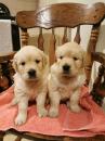 Puppies for sale Ireland, Dublin Golden Retriever