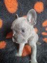 Puppies for sale United Kingdom, Sheffield French Bulldog