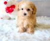 Puppies for sale Czech Republic, Czech-budievitsy Toy-poodle