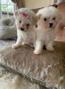 Puppies for sale Slovenia, Tetovo Bichon