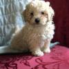 Puppies for sale France, Lion Toy-poodle