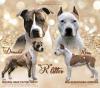Puppies for sale Finland, Helsinki American Staffordshire Terrier