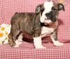 Puppies for sale Moldova, Tiraspol English Bulldog