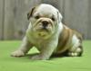 Puppies for sale Ukraine, Nikolaev English Bulldog