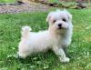 Puppies for sale Turkmenistan, Turkmenabad Maltese
