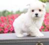 Puppies for sale Latvia, Ogre Maltese