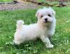 Puppies for sale Armenia, Armenia Maltese