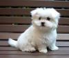 Puppies for sale Spain, Alicante Maltese