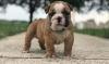 Puppies for sale Cyprus, Paphos English Bulldog
