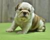 Puppies for sale Canada, Quebec English Bulldog