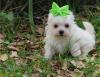Puppies for sale Czech Republic, Dunajska Streda Maltese