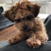 Puppies for sale Germany, Stuttgart Other breed