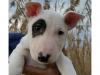 Puppies for sale Germany, Stuttgart Bull Terrier