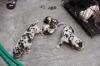 Puppies for sale United Kingdom, Portsmouth Other breed